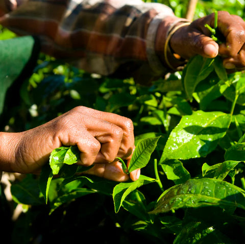 Najfiniji sastojci u svakom trenutku